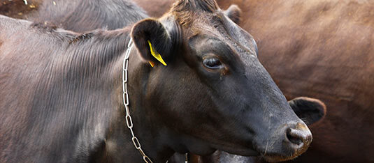 柔らかくきめ細やかな肉質の宮古牛